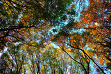 Fototapeta Niebo - Plenty of beech trees trunks and branches strewn with green, yellow, orange and brown autumn leaves and the blue sky in the background in Monte Canfaito natural reserve