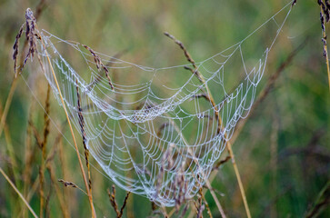 spider web in the morning