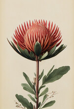 Artistic Illustration Of The Red Protea Flower