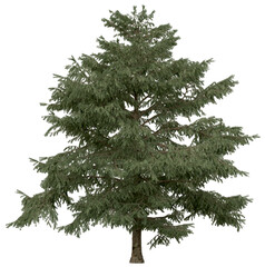 Wall Mural - 3d rendering of  Cedrus Deodara PNG vegetation tree for compositing. no backround.