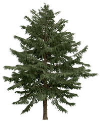 Wall Mural - 3d rendering of  Cedrus Deodara PNG vegetation tree for compositing. no backround.