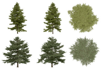 Wall Mural - 3d rendering of  Cedrus Deodara PNG vegetation tree for compositing. no backround.
