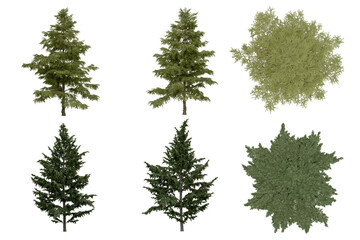 Wall Mural - 3d rendering of  Cedrus Deodara PNG vegetation tree for compositing. no backround.