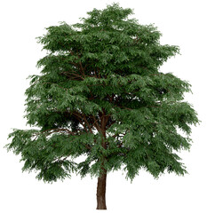 Wall Mural - 3d rendering of  Taxodium Mucronatum PNG vegetation tree for compositing. no backround