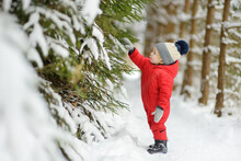 Cute Toddler Boy Having Fun On A Walk In Snow Covered Pine Forest On Chilly Winter Day. Child Exploring Nature. Winter Activities For Kids.