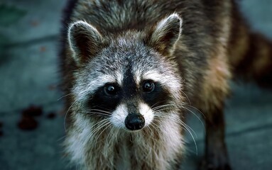 portrait of a raccoon