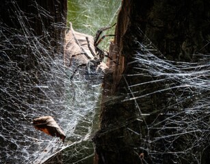 Wall Mural - spider in the web