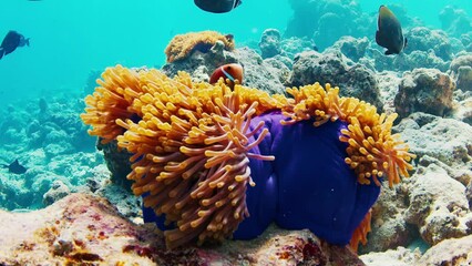 Sticker - Fishes swim on the coral reef in the Maldives. Underwater scene of the marine creatures swimming around