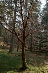 Wall Mural - Vertical shot of drying tree in the woods