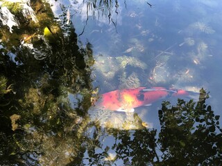 Sticker - Closeup of a red-and-orange fish in a pond of the Eco park in Technion