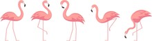 Flamingos Steps On White Background