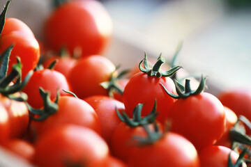 Wall Mural - Ecological fresh farm cherry tomatoes on a wooden background.