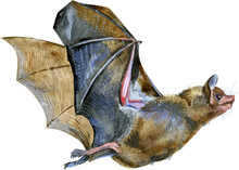 Watercolor Illustration Of A Bat