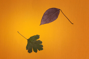 Dry autumn leaves on a yellow background. Symbol of autumn or October, November. Herbarium