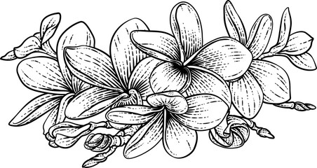 Wall Mural - A Plumeria Or Frangipani Tropical Bali Flower In A Vintage Woodcut Etching Vintage Drawing Style