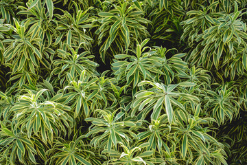 Wall Mural - Natural background of the wall with green leaves