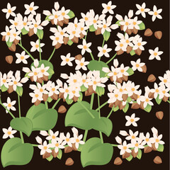 Seamless pattern Buckwheat agriculture plant with blossom flowers and green stem cereal crop vector illustration on brown background