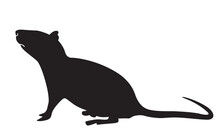 Mouse animal icon vector design template.Rat silhouette logo. black mouse symbol vector.
