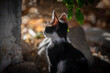 Malutki kociak w czarno białe łatki.