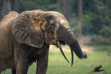 Wall Mural - Forest Elephant in Central Africa, having a mud bath. Bull with typical forest elephant tusks.
