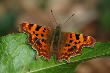 Comma Butterfly (Polygonia C Album) Catching Some Autumn Sun