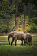forest elephants in the wild, Central African Republic