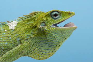 Wall Mural - closeup head of green lizard with blue background, green lizard closeup head, closeup head jubata li