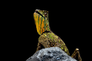 Wall Mural - gonocephalus kuhlii lizard closeup on stone, closeup head of gonocephalus kuhlii lizard