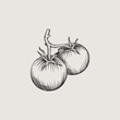 Vector drawing of a tomato. Vintage drawing of a branch of tomatoes. Graphic style.
