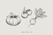 Vegetables vector drawing. Vintage drawing of pumpkin, tomatoes and beets. Harvest vegetables in graphic style