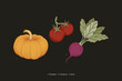Vegetables vector drawing. Vintage drawing of pumpkin, tomatoes and beets. Harvest vegetables in graphic style