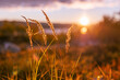 Grass close up at sunset