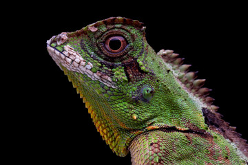 Wall Mural - Gonocephalus kuhlii lizard closeup head on isolated background, Closeup head of Gonocephalus kuhlii lizard 