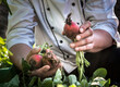 person picking radish in the garden, chef, cooking, homegrown, organic