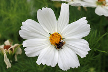 White Mexican Aster Flower With Bee In Close Up