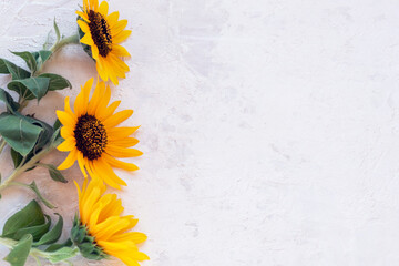 Three yellow sunflowers on white textured background with copy space. Top view, flat lay