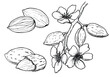 Almond set. Nuts and almond flowers. Hand drawn sketch. Vector illustration.