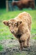 A beautiful Highland Cow-Calf walking in greenfield