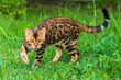 Beautiful young bengal cat in the garden