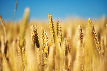 Sticker - Wheat field on a sunny day