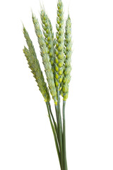 Wall Mural - Green ears of wheat isolated