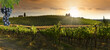 Bunches of black grapes with beautiful vineyards at sunset in the Chianti Classico region near Greve in Chianti. Italy