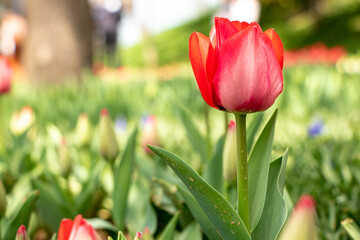 Wall Mural - red tulips, spring-blooming and the flowers are usually large , so beautiful in garden