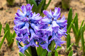 Sardinia, spring-blooming and the flowers are usually large , so beautiful in garden