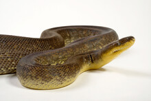 Liasis Mackloti Free Stock Photo - Public Domain Pictures