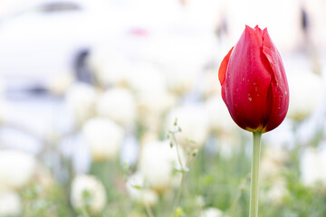 Wall Mural - field of red tulips, spring-blooming and the flowers are usually large , so beautiful in garden