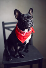 Young Black French Bulldog With A Red Scarf Around His Neck Is Sitting On A Chair By The Window.