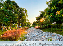Rain Garden In The Park | Sunlight Shines Through The Trees |  The Dry Detention Pond | West Kowloon Cultural District, Hong Kong