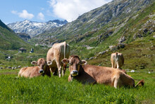 Four Cows In A Meadow In Gotthard Pass, Switzerland