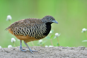 Wall Mural - rhythm of nature when female of barred buttonquail dancing on dirt pole surrounded by white flowers in meadow field